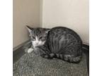 Adopt Tabasco (24-1A-3) a Domestic Short Hair