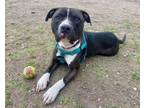 Adopt ZUKO a Pit Bull Terrier