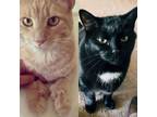 Adopt Butterball and Jet a Domestic Short Hair