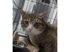 Adopt Whammy a Domestic Short Hair