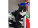 Adopt Checkers a Tuxedo