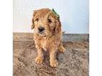 Goldendoodle Puppy for sale in Florence, CO, USA