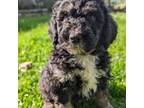 Mutt Puppy for sale in Seaman, OH, USA