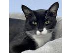 Adopt Charlie a Domestic Short Hair