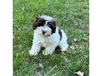 Schnauzer (Miniature) Puppy for sale in Eveleth, MN, USA