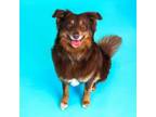 Adopt Fetch a Australian Shepherd