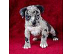 Black Merle