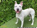 Adopt LIL TROUT a Bull Terrier, Pit Bull Terrier