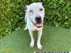 Adopt OREO a Catahoula Leopard Dog, Mixed Breed