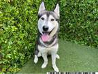 Adopt GABRIEL a Husky