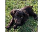 Boykin Spaniel Puppy for sale in Waycross, GA, USA