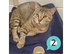 Adopt Baltinore a Domestic Short Hair