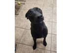 Adopt Radar a Labrador Retriever, Mixed Breed