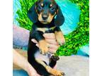 Dachshund Puppy for sale in Indianapolis, IN, USA