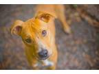 Adopt Wigglesworth a Mixed Breed