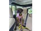 Adopt Bruno a Plott Hound, Mixed Breed