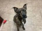 Adopt Stitch a Mixed Breed