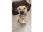 Adopt Otis a Retriever, Mixed Breed