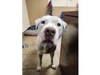 Adopt Blanco a Mixed Breed