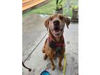 Adopt Crocs a Labrador Retriever, Hound