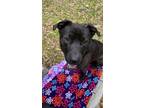 Adopt Chuck Berry a Mixed Breed