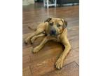 Adopt Heath a Mixed Breed