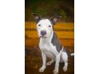 Adopt Auggie a Mixed Breed