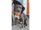 Adopt Lil-Huddy a Mixed Breed