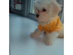 Coton de Tulear Puppy for sale in Chicago, IL, USA
