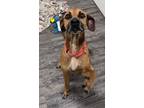 Adopt Henry a Hound, Black Mouth Cur