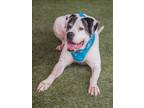 Adopt HERCULES a Dogo Argentino, Mixed Breed