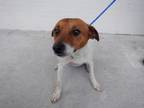 Adopt TEDDY a Parson Russell Terrier, Mixed Breed