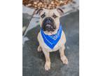 Adopt MAX a Mastiff