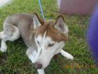 Adopt NANUK a Siberian Husky