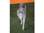 Adopt NINO a Siberian Husky