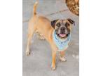 Adopt FREDDIE a Boxer, Mixed Breed