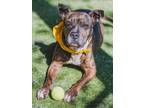 Adopt SIMON a Boxer, Mixed Breed