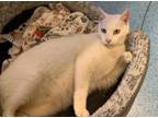 Adopt FELIPE a Domestic Short Hair