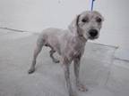 Adopt MURPHY a Poodle, Mixed Breed