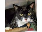 Adopt Sherlock a Domestic Short Hair