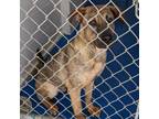 Adopt Smith a Shepherd