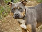 Adopt BO DUKE a American Staffordshire Terrier