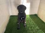 Adopt MARK a Labrador Retriever, Mixed Breed