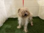 Adopt CHASE a Yorkshire Terrier, Mixed Breed