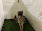 Adopt WAYLON a German Shepherd Dog, Mixed Breed
