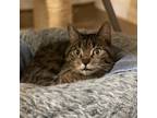 Adopt Topaz a Domestic Short Hair