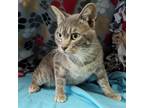 Adopt Bubba a Domestic Short Hair