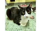 Adopt Fiesta a Domestic Short Hair