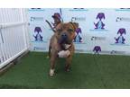 Adopt CHIMP a Pit Bull Terrier, Mixed Breed