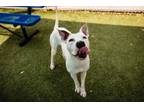 Adopt KOJAK a American Staffordshire Terrier